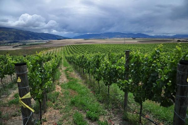 Gibbston Valley School House Vineyard in Bendigo.